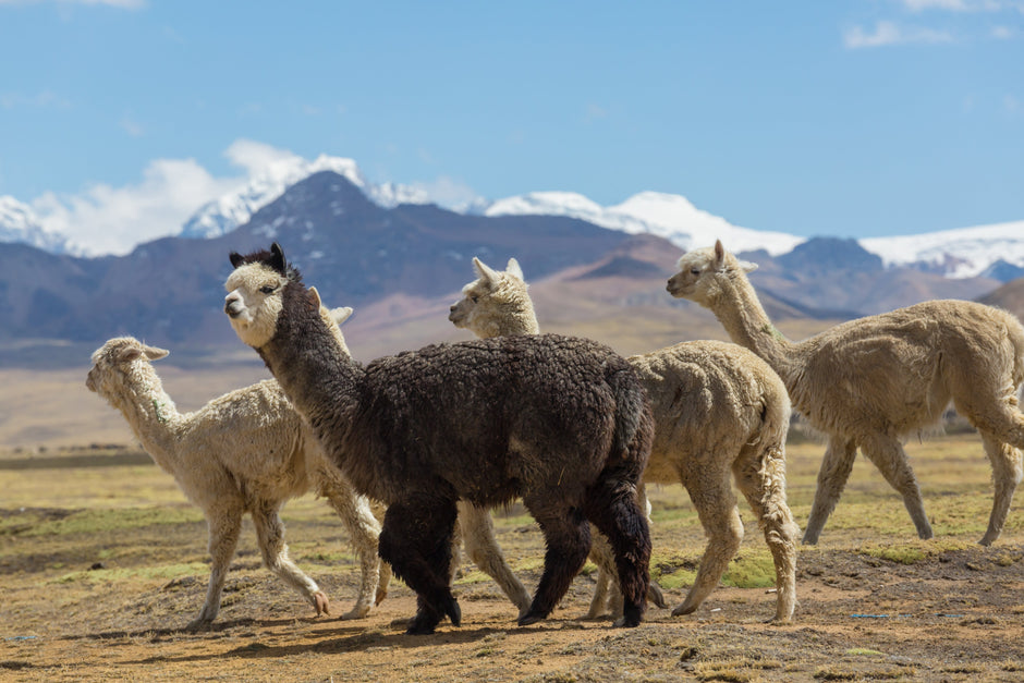 Alpaca - Why choose alpaca yarn?